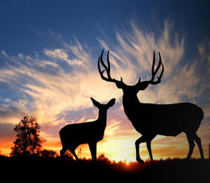 buck deer sunset.jpg