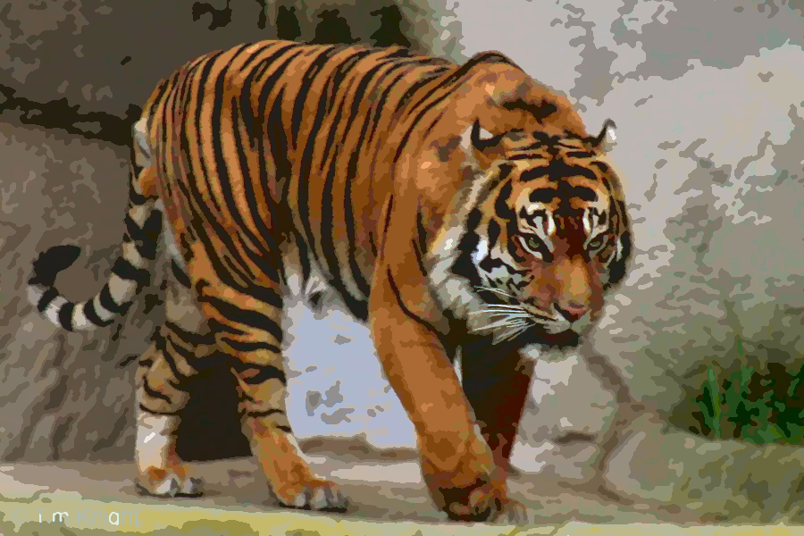 Sumatran_tiger_male_01tfk_Q11_m0.6.png