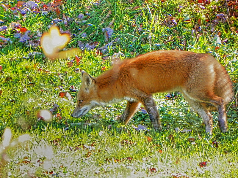 1385_fox-org.jpg
