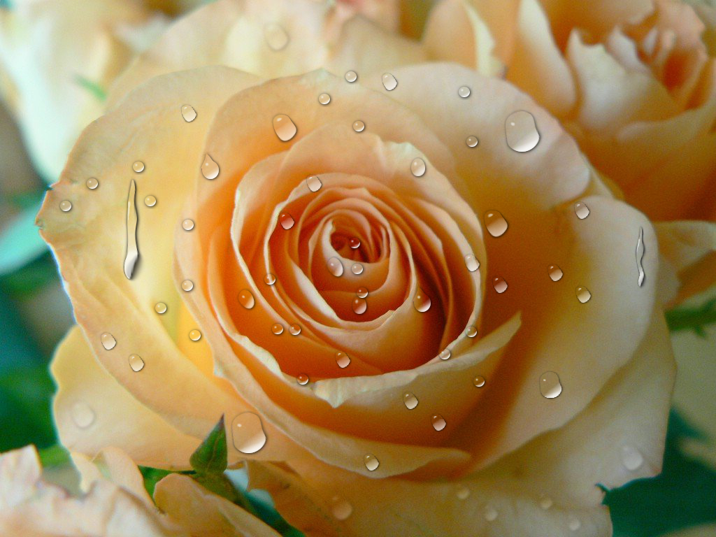 apricot-colored-rose+irregular transparent drops.jpg