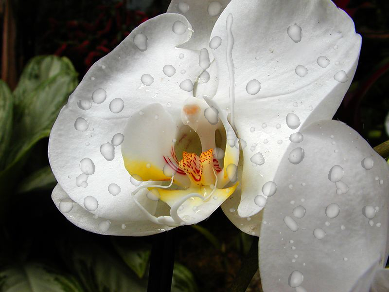 white-orchids+ water-8- group.jpg