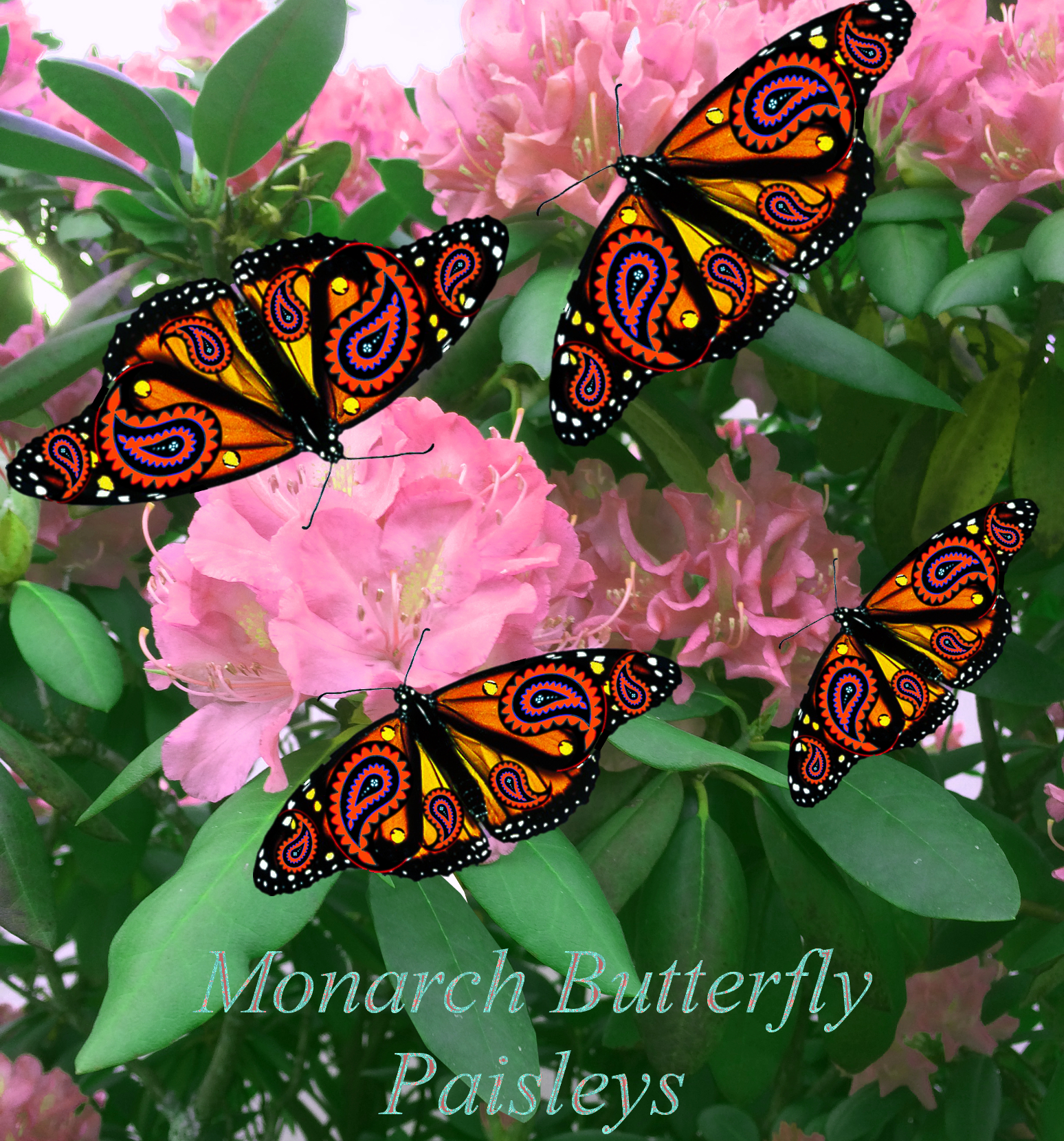MonarchRhodaden.jpg