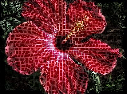Hibiscus_GC2-hardlight.jpg