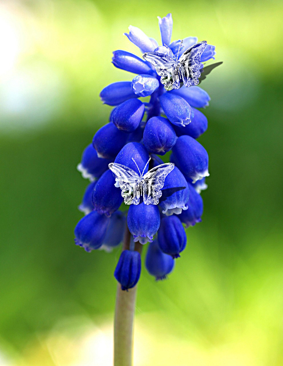 Azul-Flor-ClearGlassButterflies.jpg
