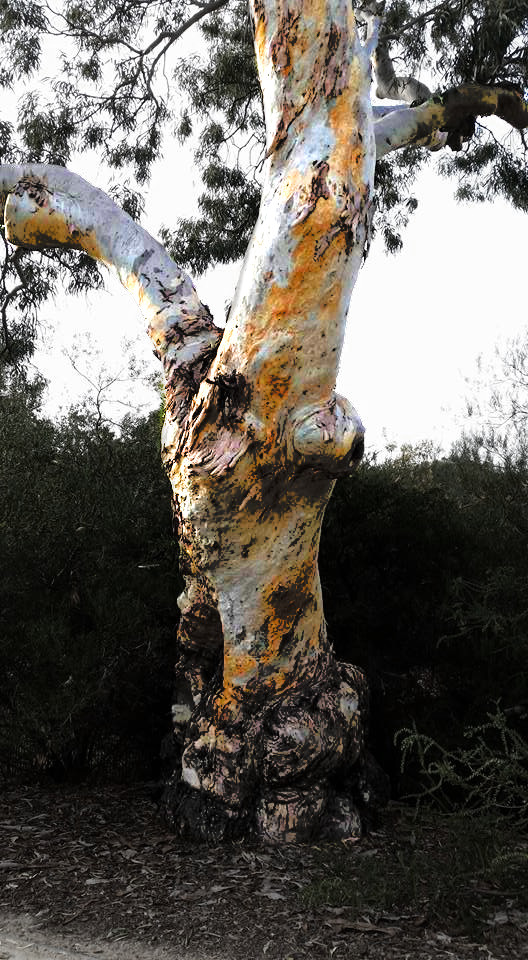 1831_gum tree at forestville reserve 2016.jpg