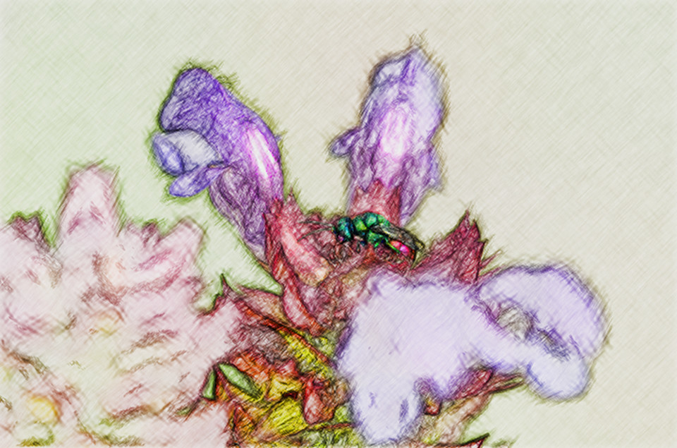 ColourSketchDraw blossom-1578530_960_720 non stretched .jpg