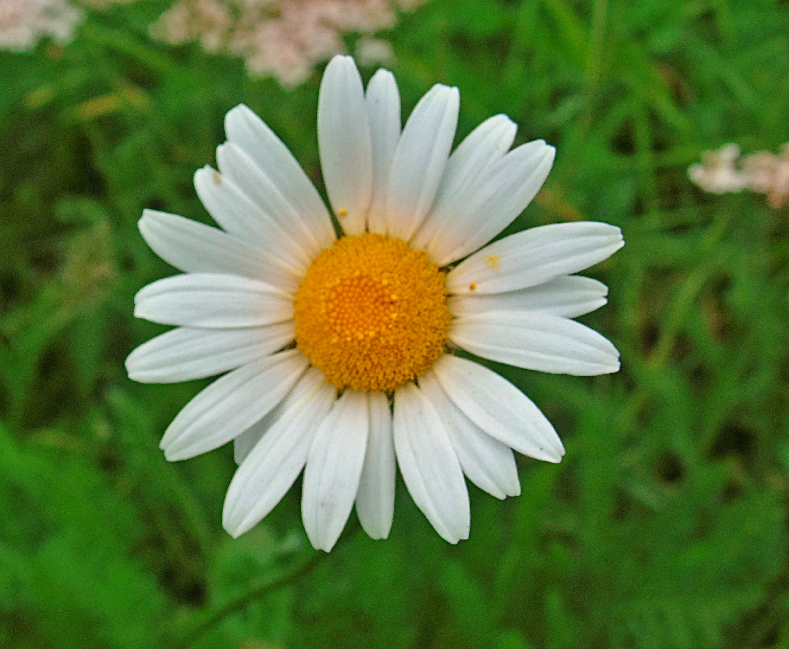 4912_Chamomile_%20Wild_(Scented%20Mayweed)_simply-increasing-color-contrast.jpg