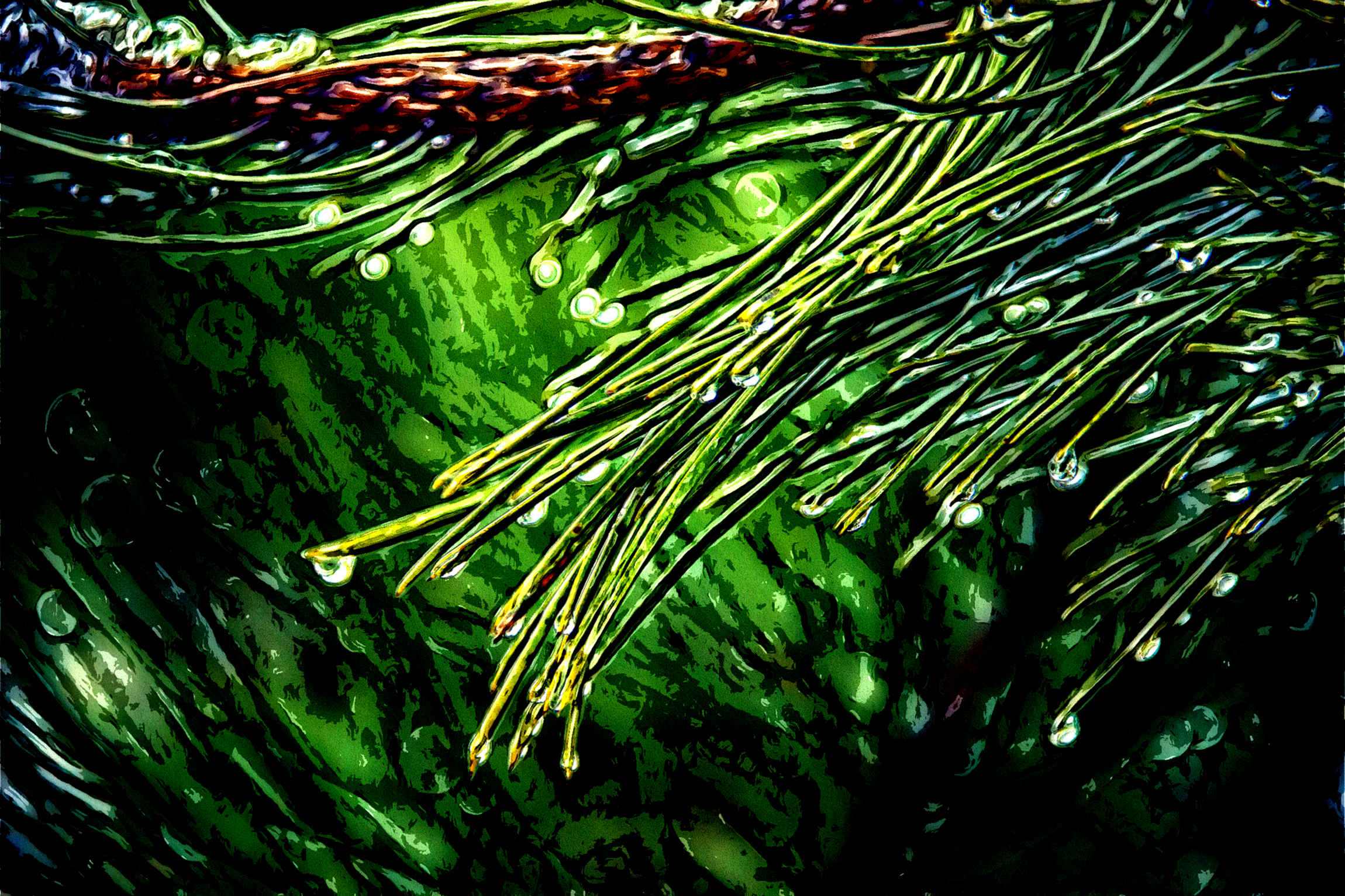 nature-tree-green-pine_Flamboyance processed width 2333.jpg