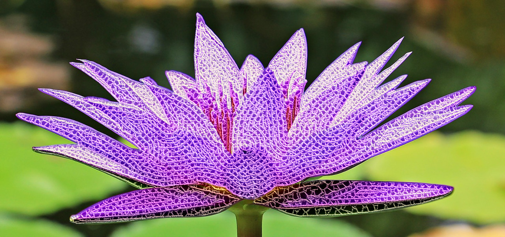 water-lily-1585178_1280_Croched Selection.jpg