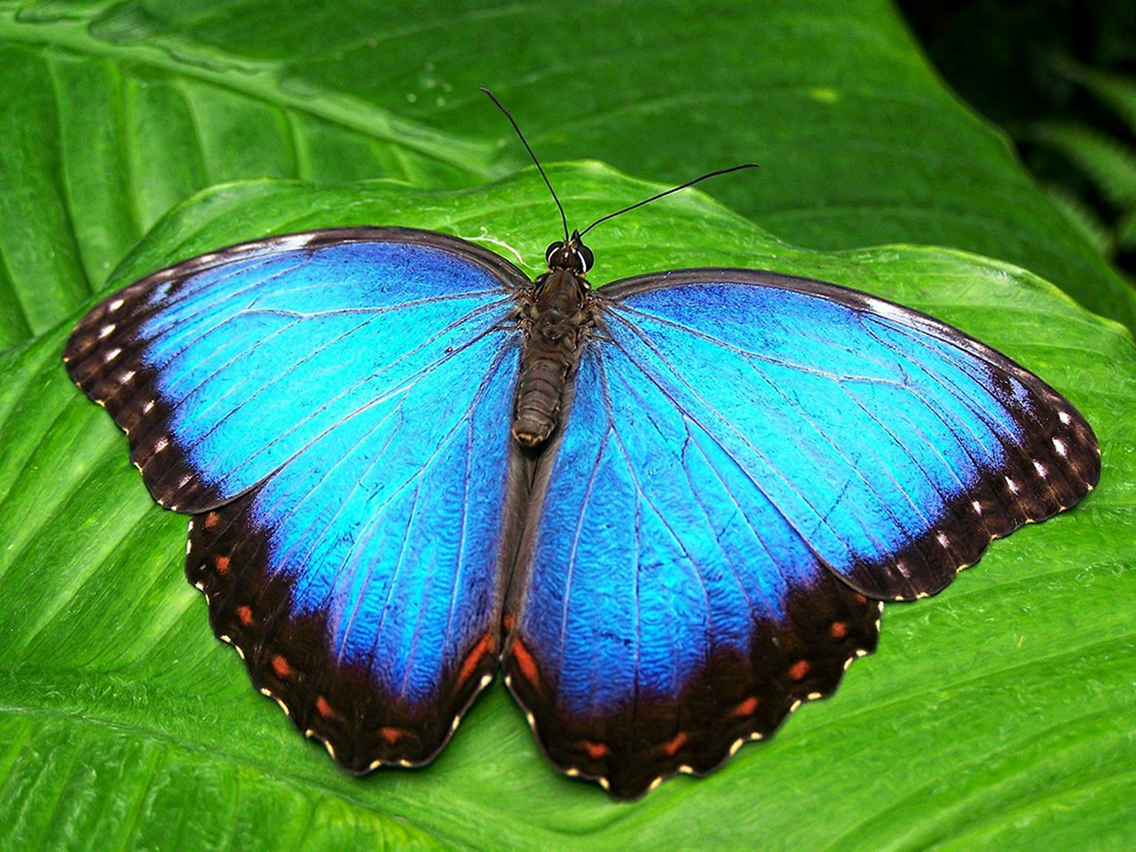 butterfly-142506_1280-Fake Emboss.jpg
