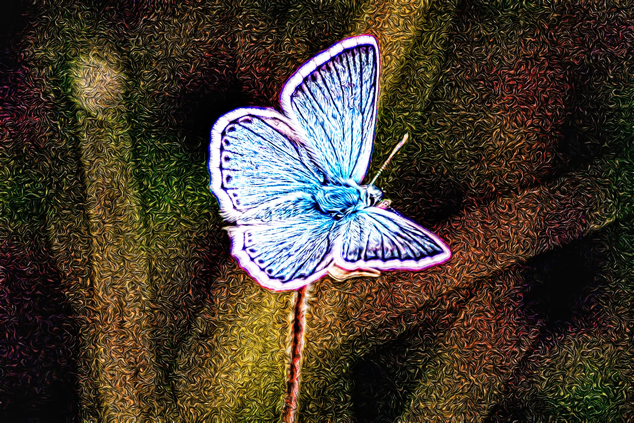 butterfly-1605822_Exageration.jpg