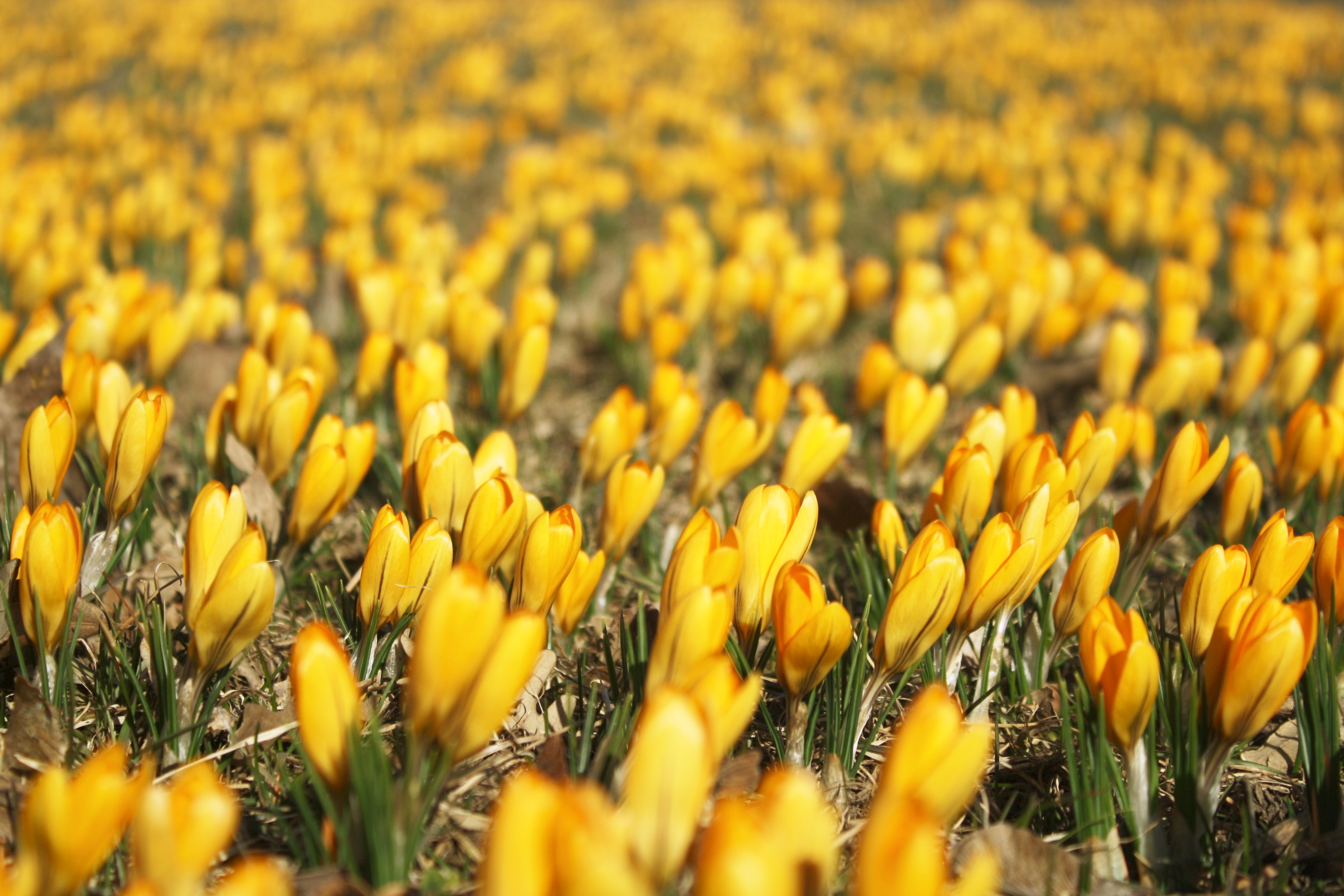 Daffodil Buds by the Floral Clock.jpg