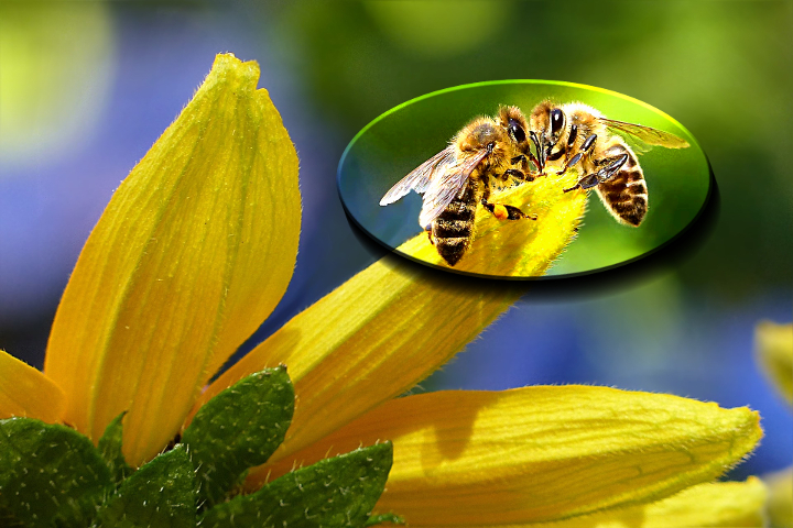 Dinasset. Evidence Selection.Bees.jpg