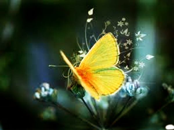 DN.Nuanced.Butterfly.Orange.jpg