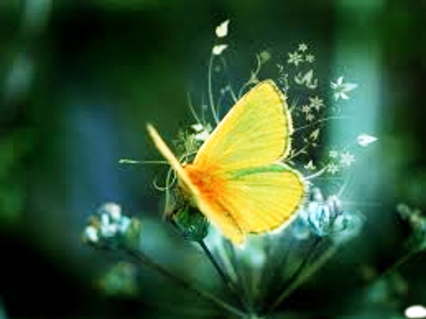 DN.Nuanced.Butterfly.Cyan Green.jpg