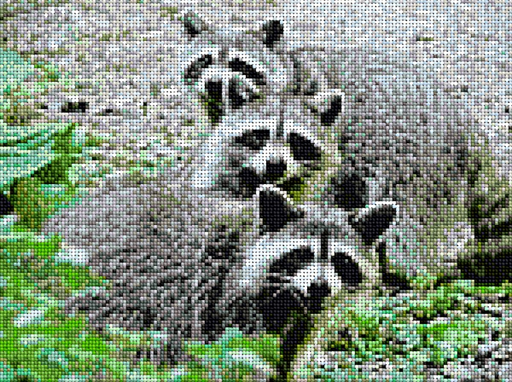 Cross Stitch.Raccoons.jpg
