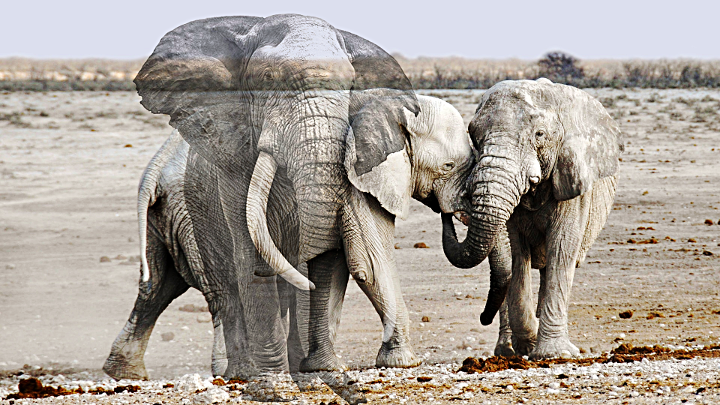 Double exposure.Elephants.png