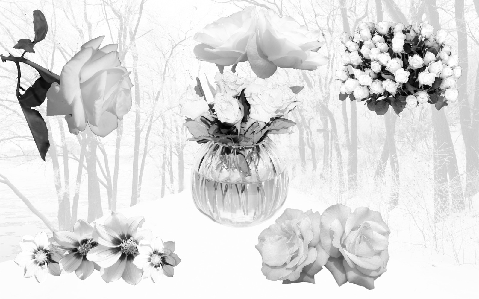 collage of rosas-flowers-test.jpg