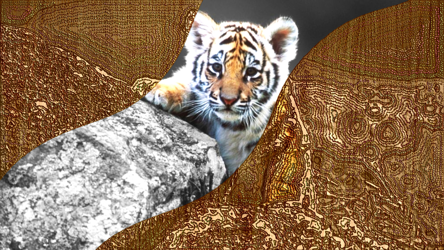 Cute-Tiger-Baby-DN_DrawFollowBorders_P_Gimp-2.10.jpg