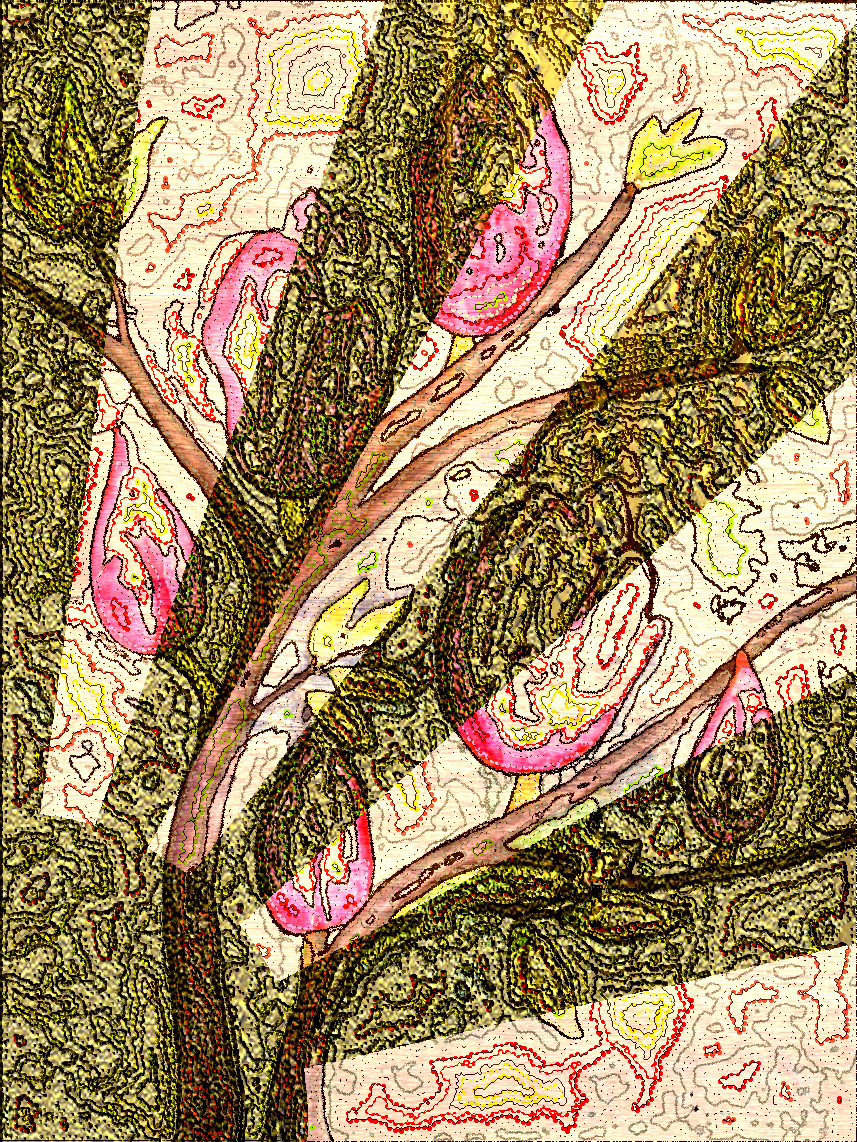 magnolia-21360_DN_DrawFollowBorders_Gimp-2.10.jpg