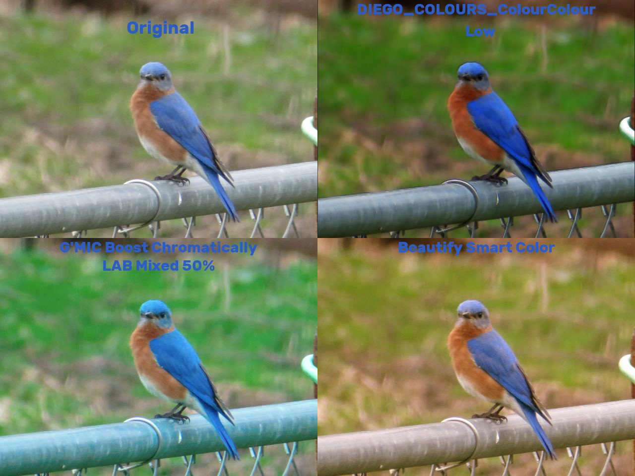 Blue Bird.jpg