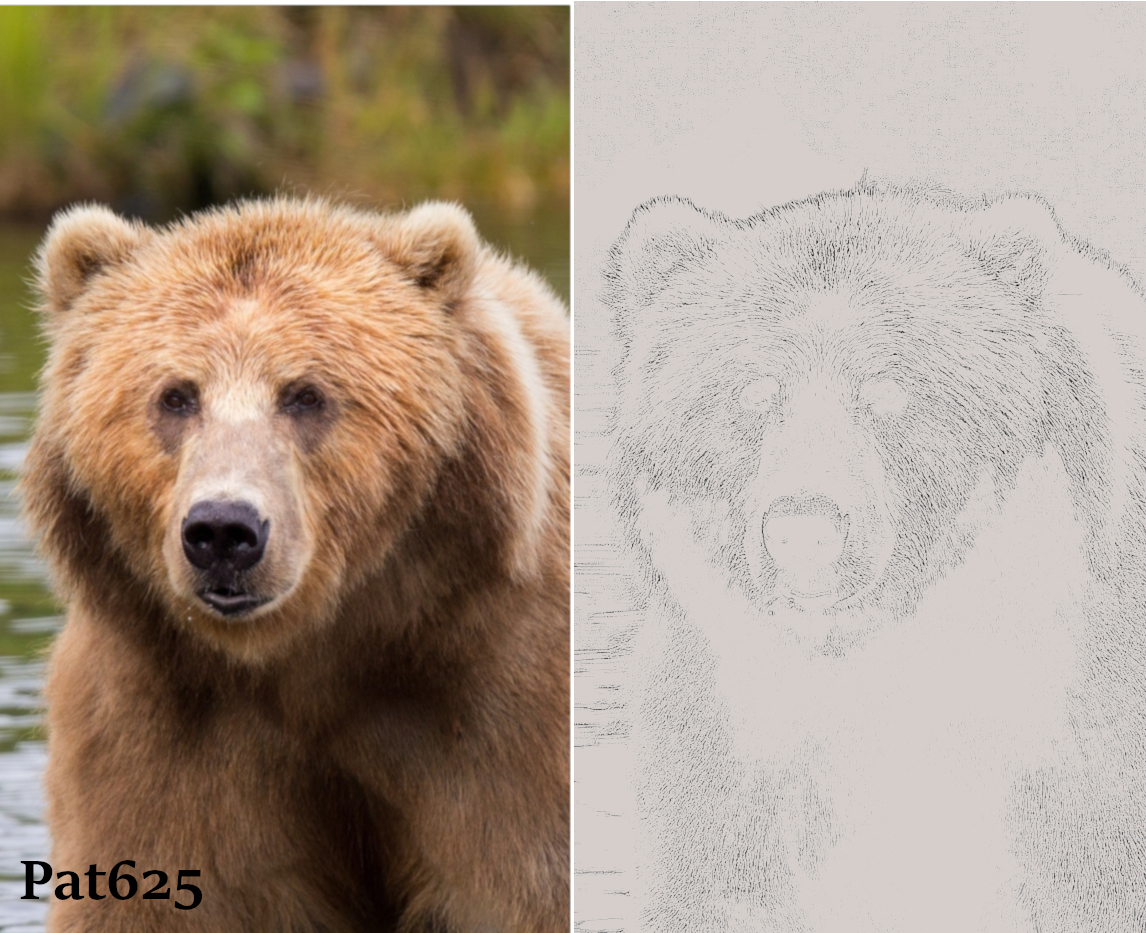 DN_Line Sketch 2.10.Brown Bear.jpg