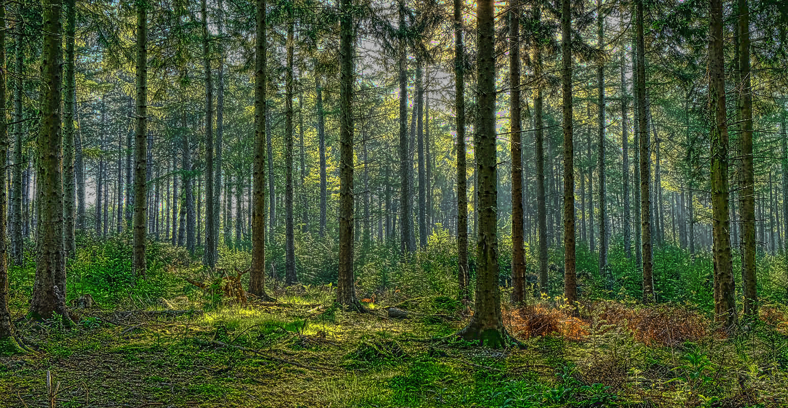 stock-forest-wood-england-UK-1550x804.jpg