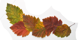 Autumn Leaves_1.png