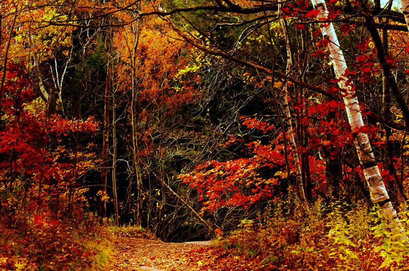 fall-colors.jpg
