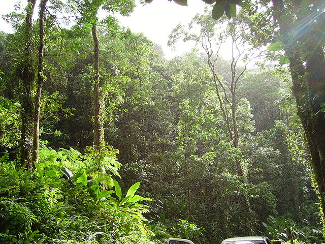 640px-Tropical_forest.JPG