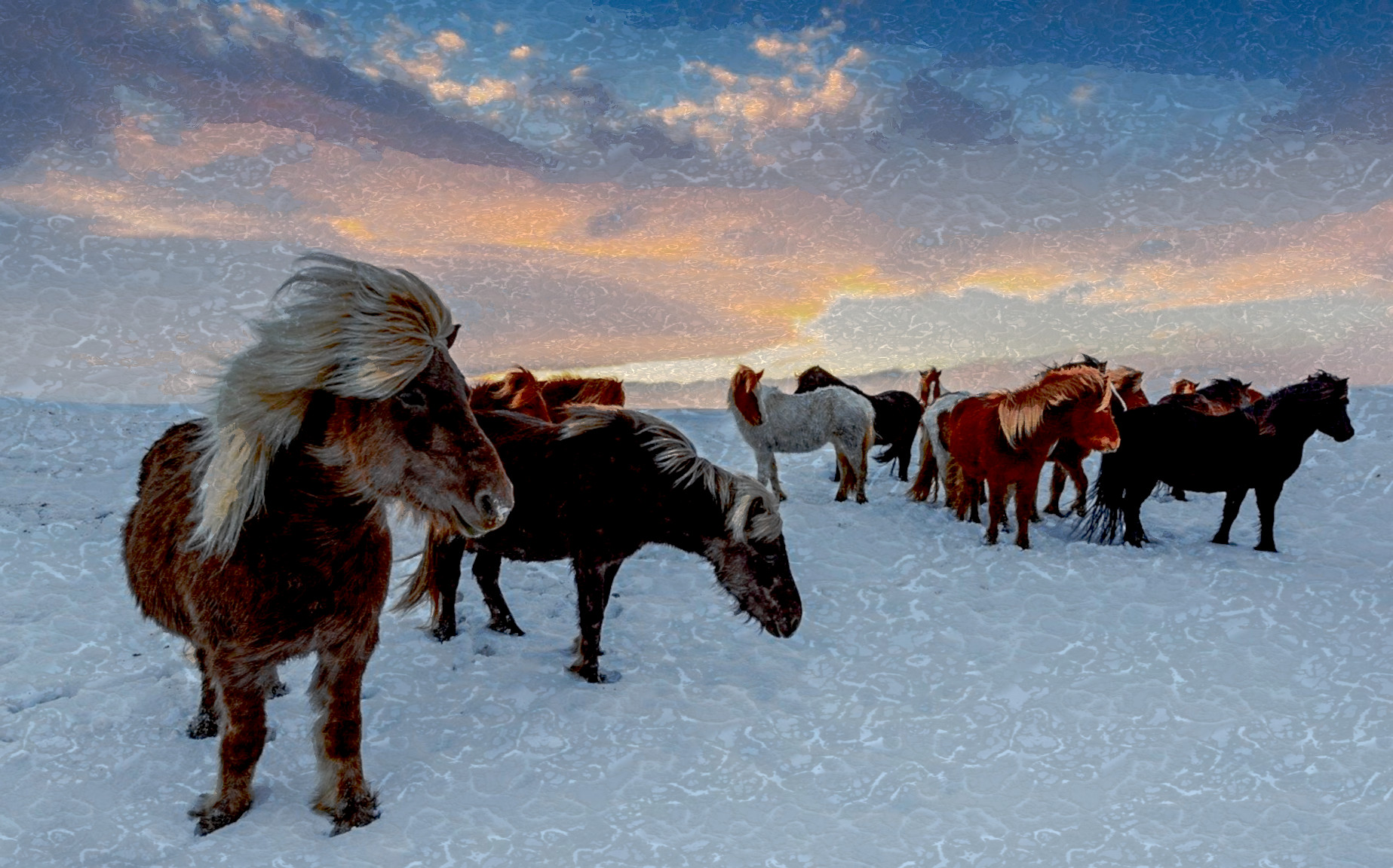iceland-horses-4649468_DN_FPSnew_30_Issa.JPG