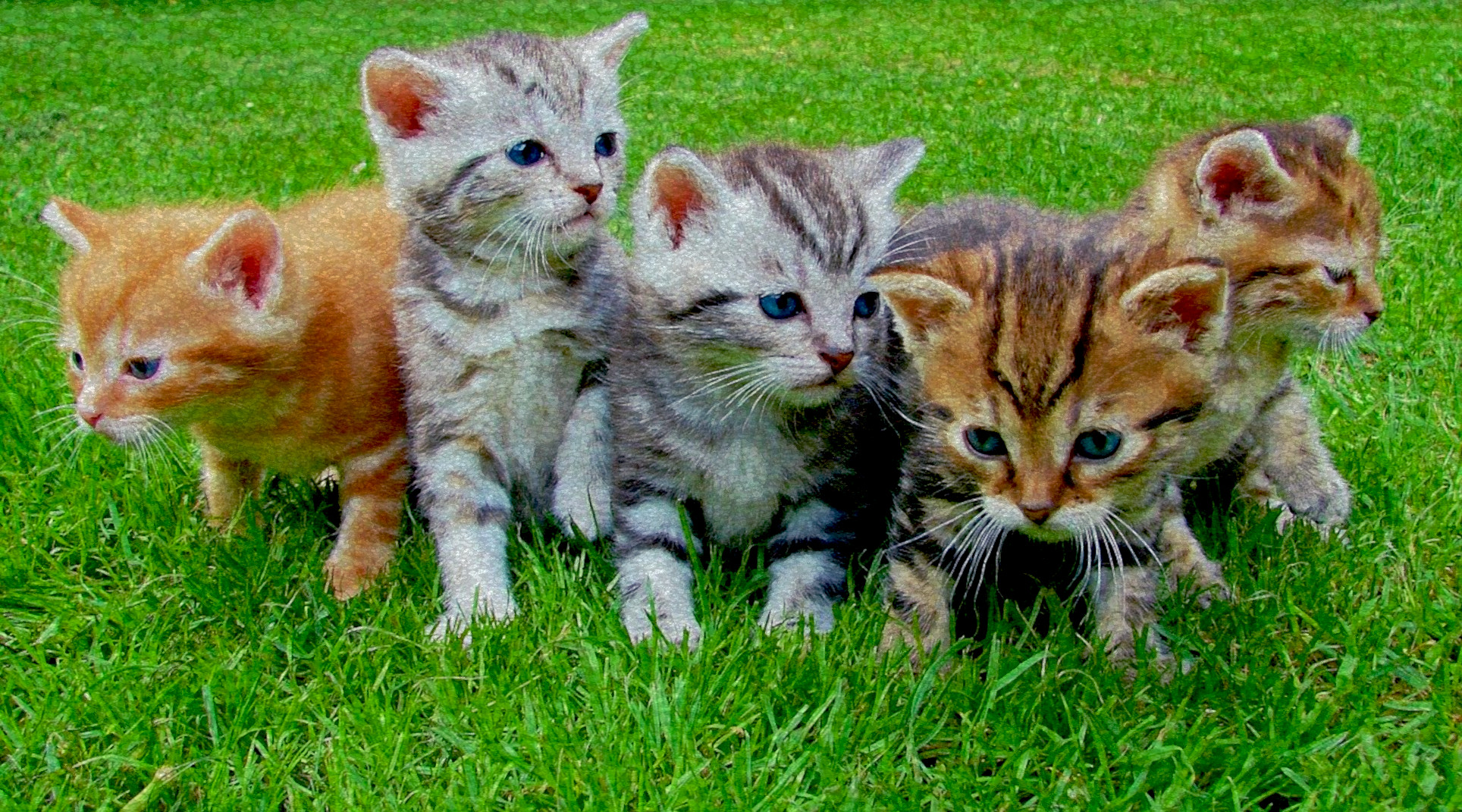 kittens-555822_DN_FPSnew97_Issa.JPG
