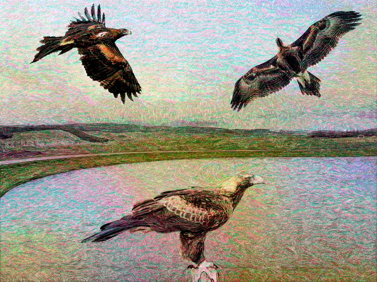 wedge_tailed_eagles_vg.png