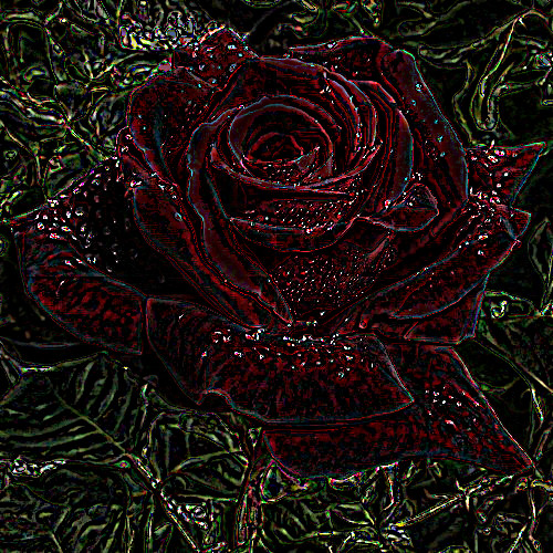 2020-02-01 15-41-17 rose with a draw on black effect, using option colours and amplitude=1.jpg