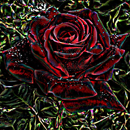 2020-02-01 15-42-01 rose with a draw on black effect, using option colours and amplitude=3.jpg
