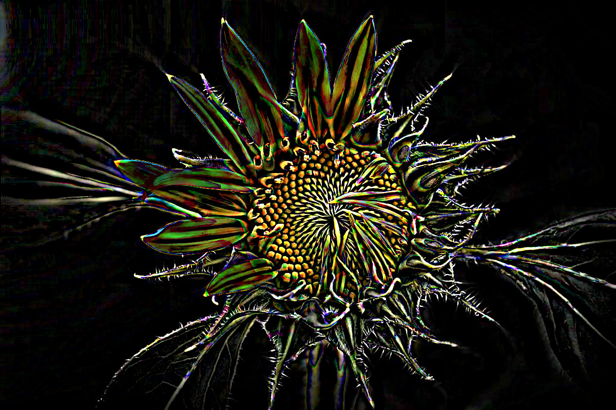 sunflower-3113318_DN_SoftColourPencilsOnBlack_Issa.JPG