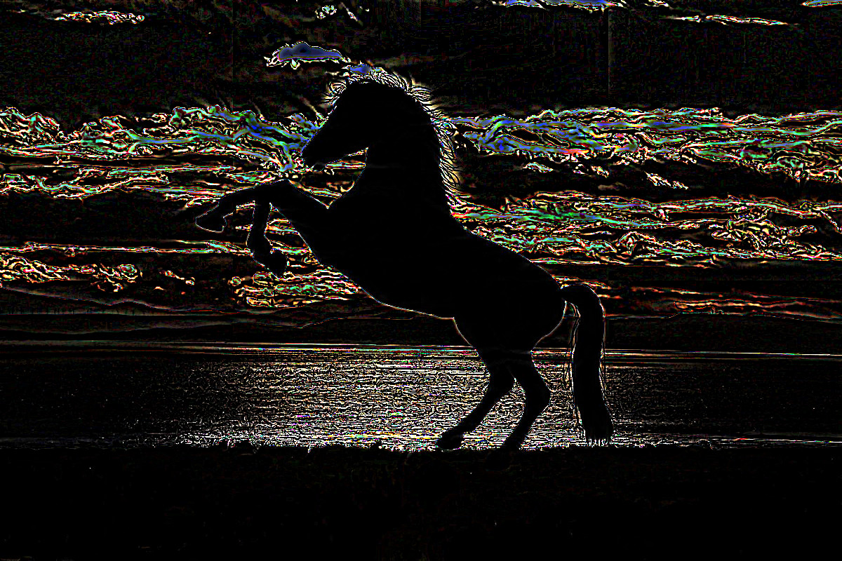 animal-animals-backlit-beach-236636_DN_SoftColourPencilsOnBlack_Issa.JPG