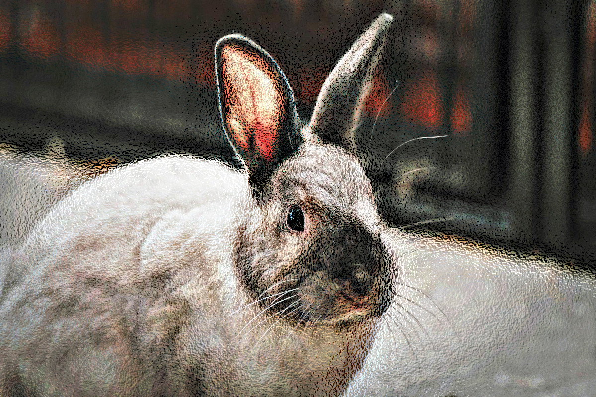 dwarf-rabbit-4827458_DN_VividGlass.JPG