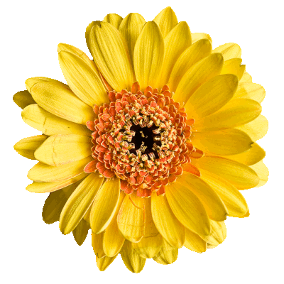 spinningflower.gif