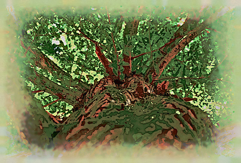 2020-04-20 08-21-40 tree-1750784_960_720 as a digital aquarel, using18 colours, source forest, look dark plus.jpg