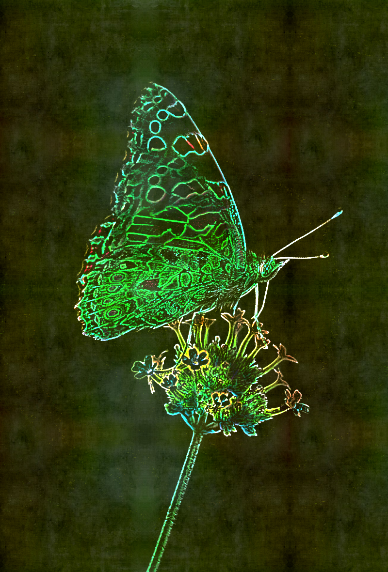 Butterfly_GrainMerge.png