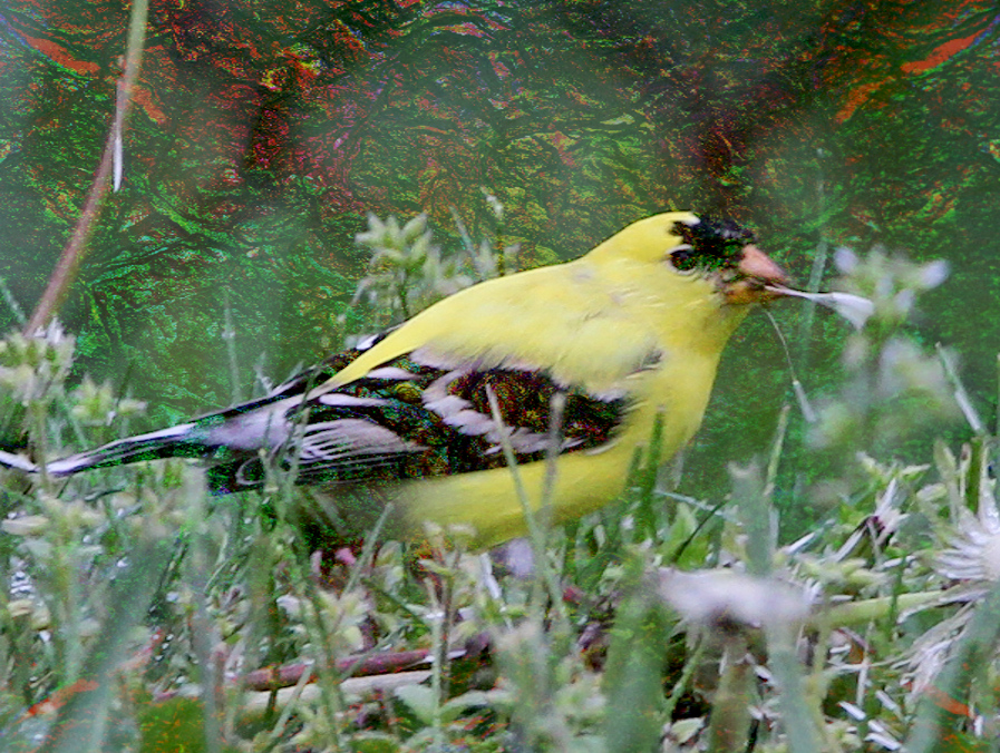 yellow-bird_dn.JPG