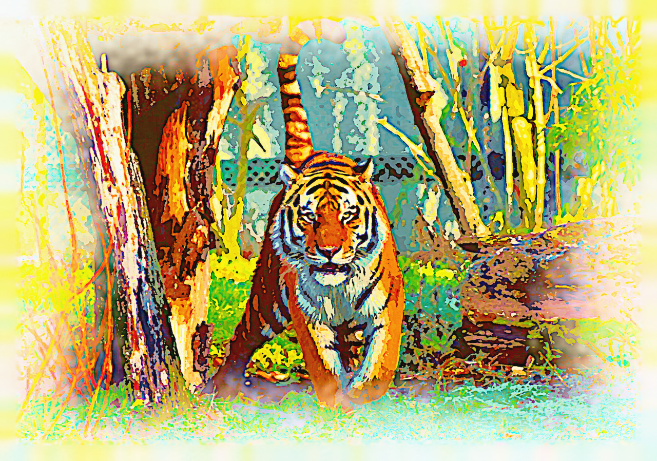 photo-of-tiger-2263936.jpg
