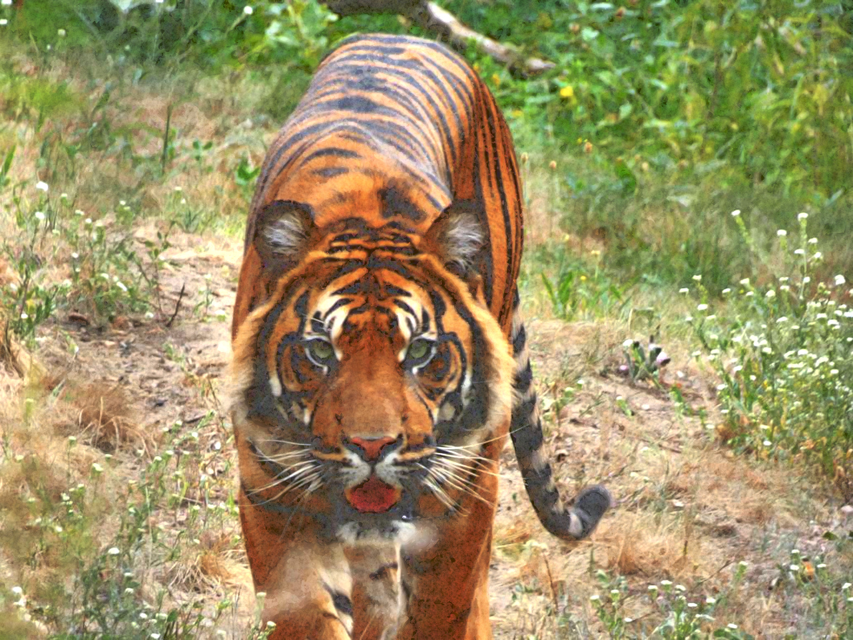 2020-06-03 07-55-25 tigers_sees_the_booty__by_td94_ddk6lum-pre, using patterns set=FPSspot76, 18 colours.jpg