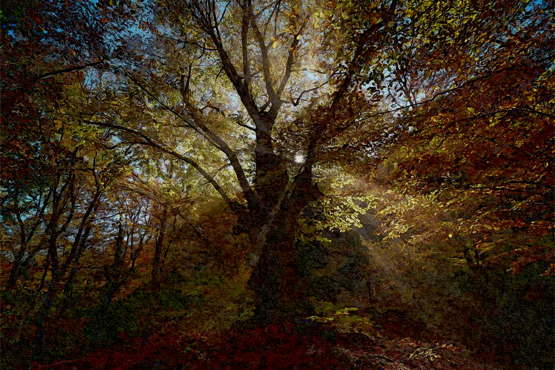 2020-06-05 15-12-17 autumn_in_the_beech_forest_of_haphal_canyon__11_by_my_shots_ddl8xa8-pre, using patterns set=FPSspot96, 13 colours.jpg
