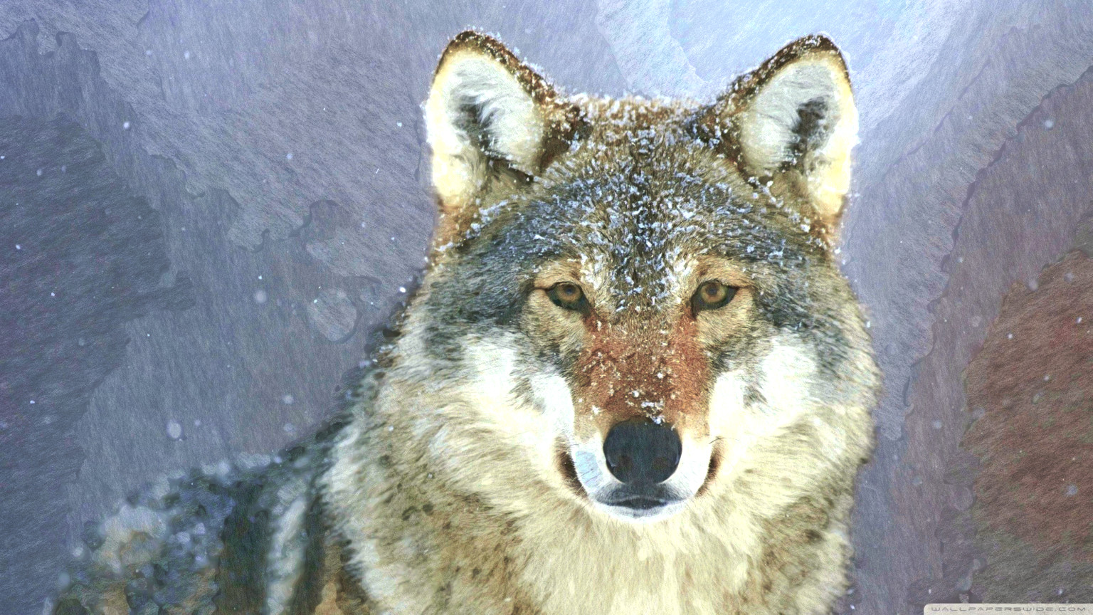 predator_wolf_snow-wallpaper_DN_FreePainting_Stroke_56_Issa.jpg