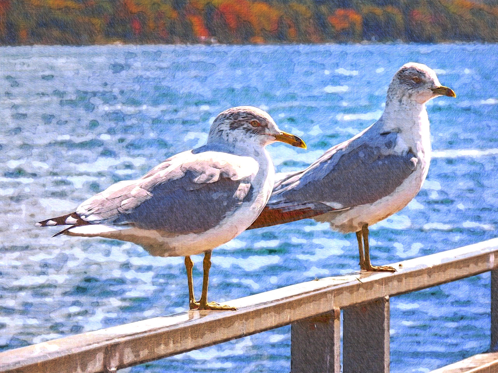 sea-gulls-5255929_DN_FreePainting_Issa.jpg