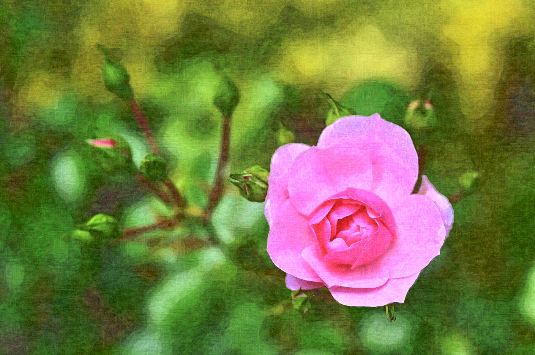 rose-5270044_DN_FreePainting_Issa.jpg