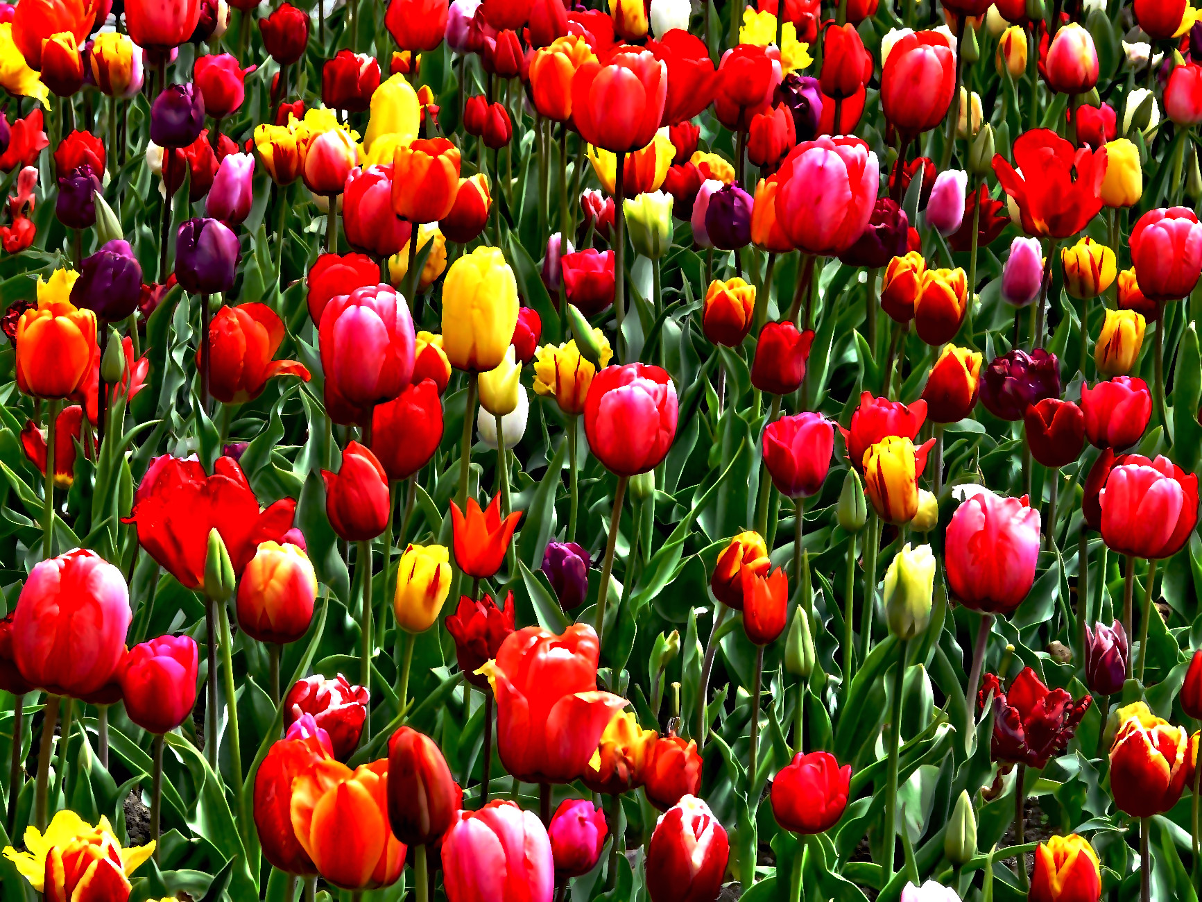 2020-06-24 10-46-06tulips-bed-colorful-color-69776 with a coloured bas-relief effect.jpeg