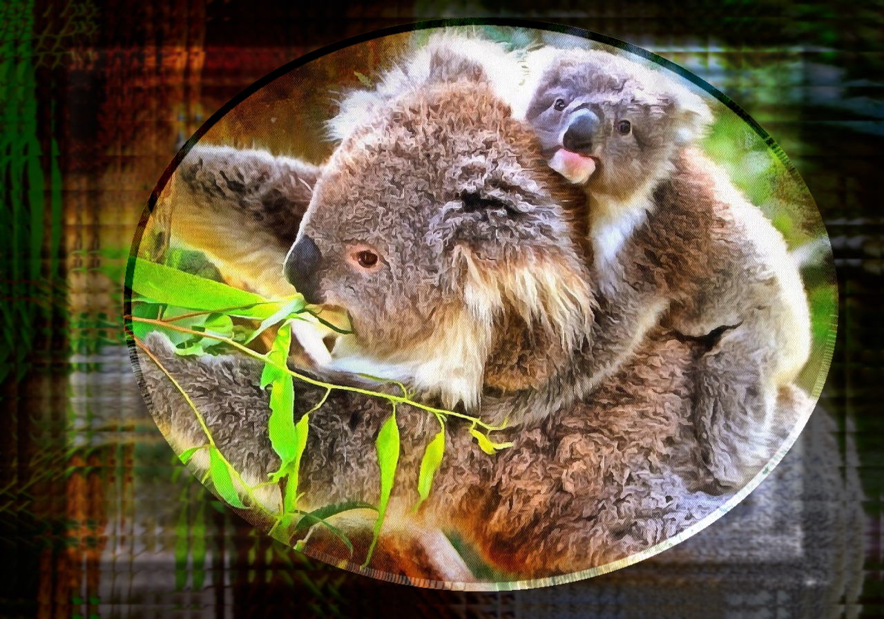 koalas glass frame tile & blur 2020.png